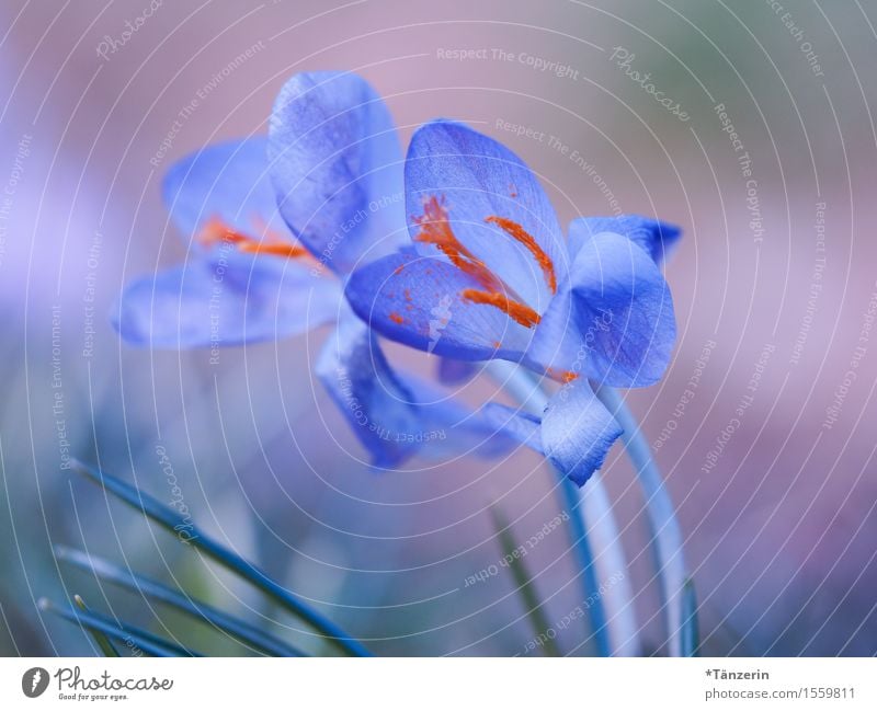 in twos Nature Spring Beautiful weather Plant Flower Crocus Garden Esthetic Friendliness Happiness Fresh Together Natural Positive Blue Orange Colour photo