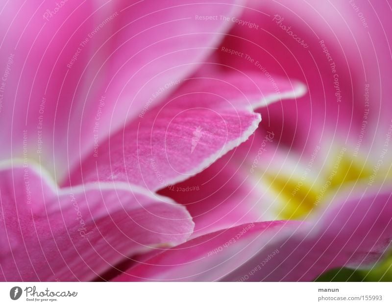 Pretty in pink Colour photo Close-up Detail Macro (Extreme close-up) Abstract Pattern Structures and shapes Copy Space left Copy Space right Copy Space top