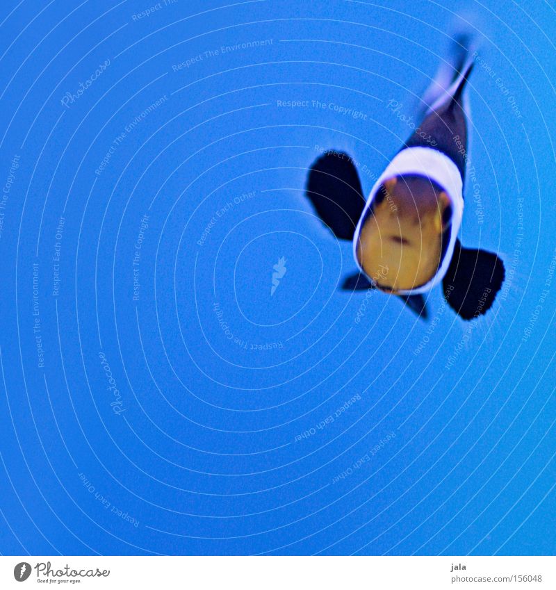 AQUARIUM EXPERIENCE #5 Clown fish Black Anemone Fishes Ocean Aquarium Blue Close-up Sea water Underwater photo Water amphiprion ocellaris