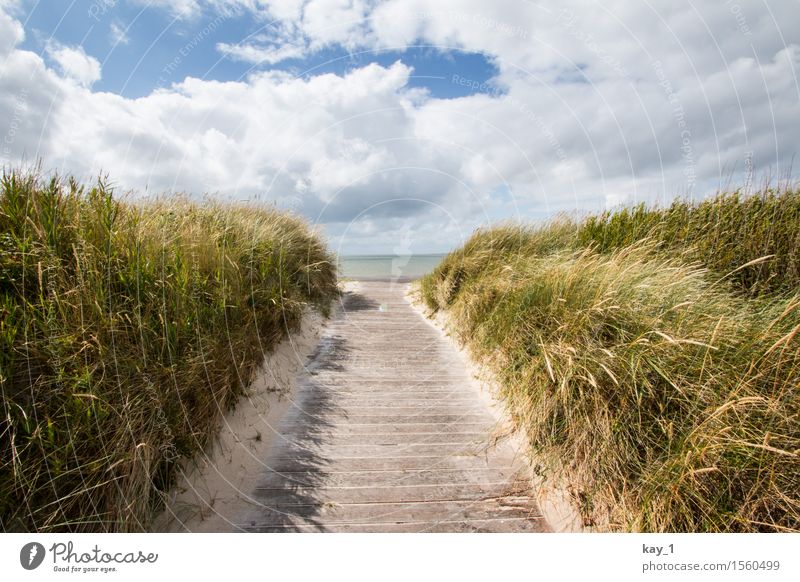 to the beach! Far-off places Freedom Summer vacation Beach Ocean Island Nature Landscape Sand Clouds Beautiful weather Grass Coast North Sea Fohr Relaxation