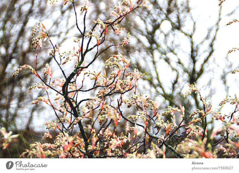 dröppelt III Plant Elements Water Drops of water Spring Bad weather Rain Bushes Leaf Bud rock pear Garden Wet Pink Black White Joie de vivre (Vitality)