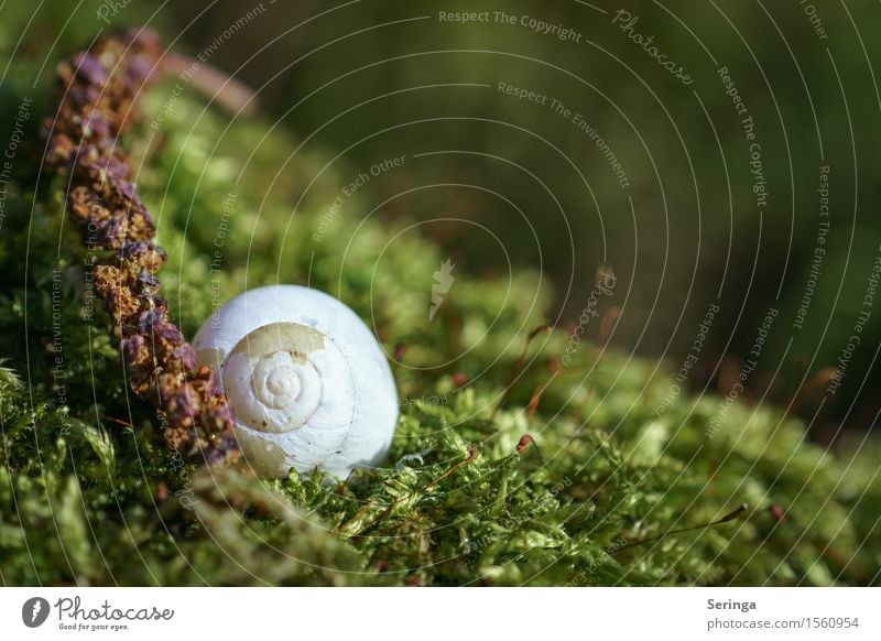 House in the green Plant Animal Spring Moss Park Snail 1 Glittering Looking Snail shell Colour photo Subdued colour Multicoloured Exterior shot Close-up