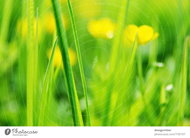 anticipation Spring Warmth Meadow Grass Flower Crowfoot Marsh marigold Green Yellow Life Growth Beginning New start