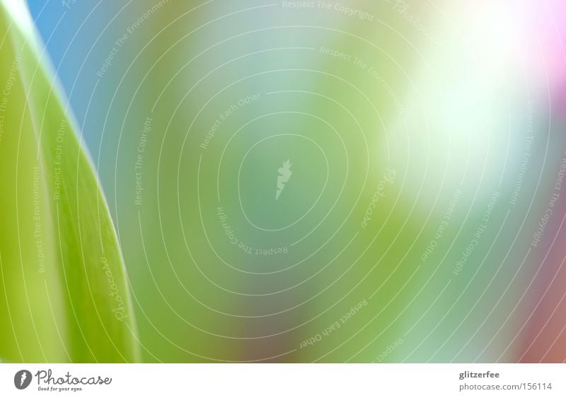 pastel Leaf Spring Pastel tone Green Blue Pink Cyan Tulip Background picture Light Fresh Radiation Colour Macro (Extreme close-up) Close-up Blur