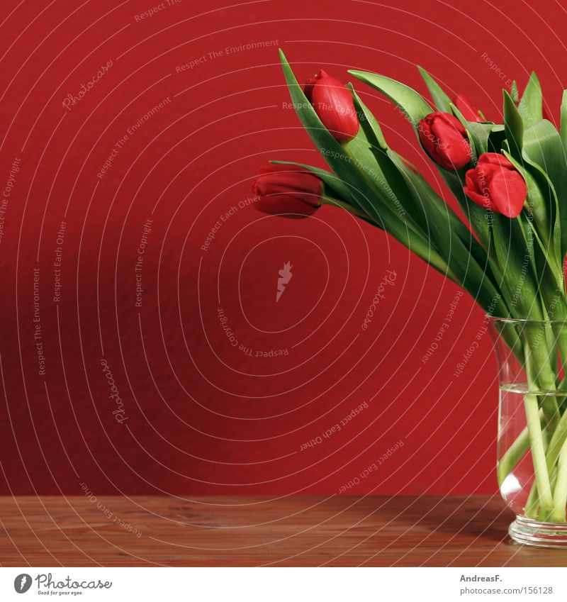 tulips Tulip Red Still Life Wall (building) Flower Bouquet Flower vase Spring Spring flower Spring colours Wallpaper Living room red tulips red wall