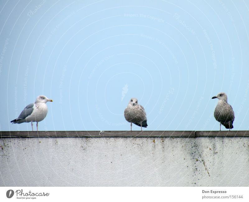 Three Little Birds Seagull Silvery gull Blue Sky 3 Ocean Coast Team Together Middle Outsider Psychological terror Looking Group of animals in the middle