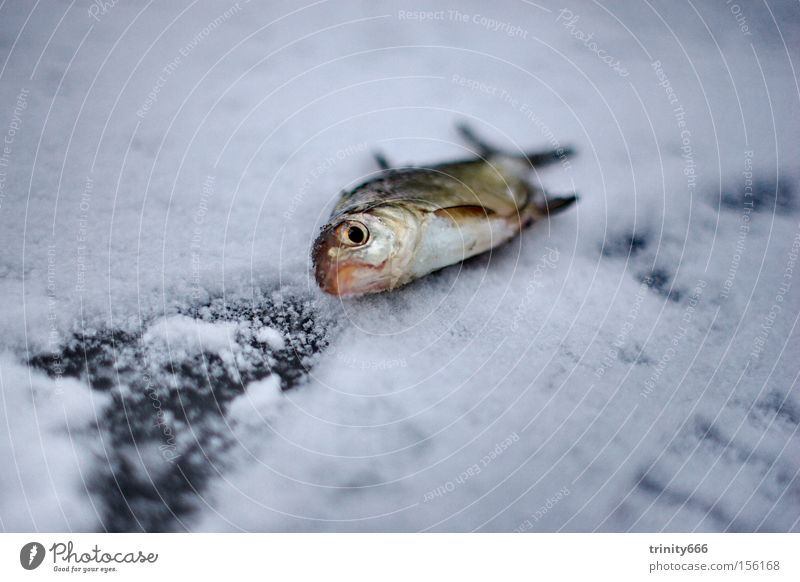 The fish Lake Sentimental Death Fish whisper Ice Snow