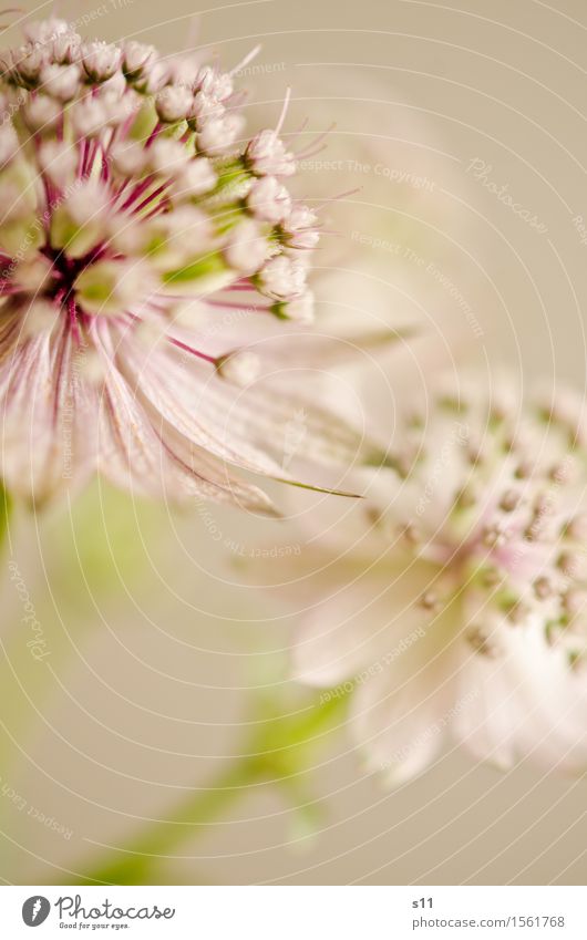 Flower II Nature Plant Blossom Wild plant Blossoming Astrantia Garden Fragrance Faded Esthetic Elegant Beautiful Natural Round Small Fine Many 2 Pink Green