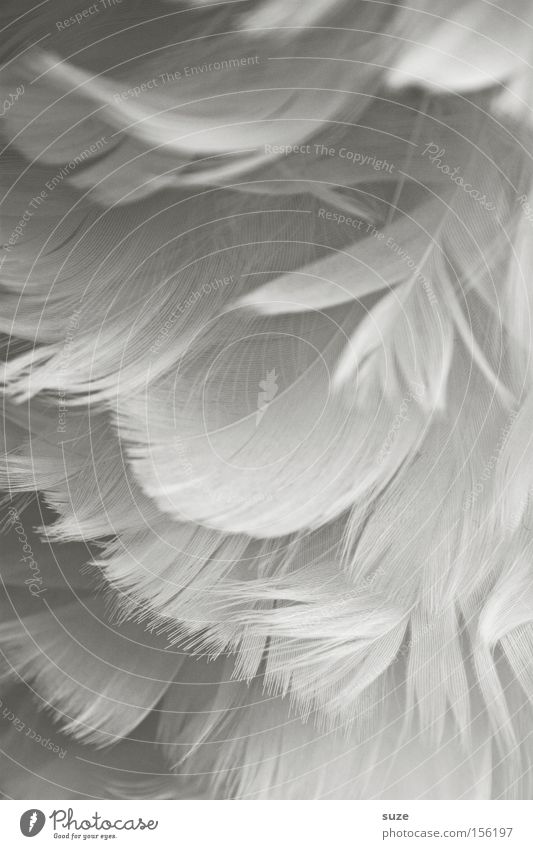 velvet soft Decoration Wing Angel Soft White Feather Easy Delicate Smooth Downy feather Close-up Background picture Detail Ease Craft materials Velvety