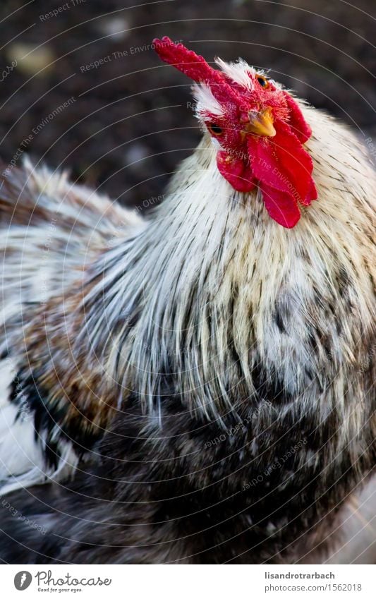 Close-up of rooster facing the camera Nature Animal Sun Farm animal Bird Animal face 1 To enjoy Looking Cool (slang) Elegant Friendliness Happiness Funny Smart