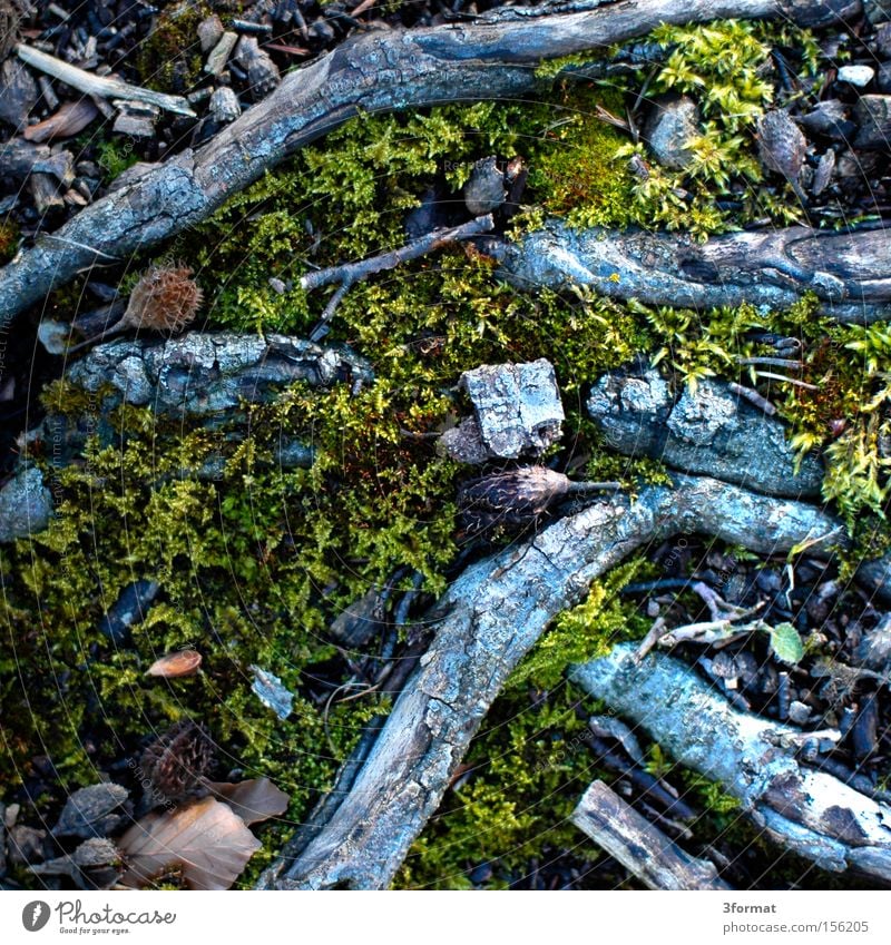 forest ground Floor covering Ground Moss Undergrowth Woodground Nature Structures and shapes Carpet Branch Sudden fall Downward To fall Canada Mountain