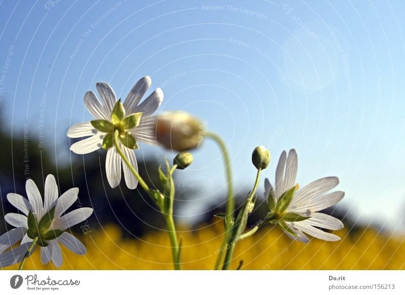 Flowers in the light Canola Spring Growth Bright Beautiful weather White Yellow Summer Blue sky Blossoming Ease Transience Joy of life Illuminate