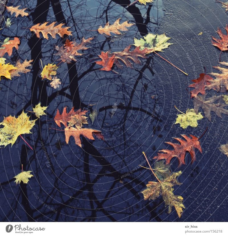 beginning and end Autumn Tree Leaf Puddle Asphalt Water Multicoloured End Decline Transience