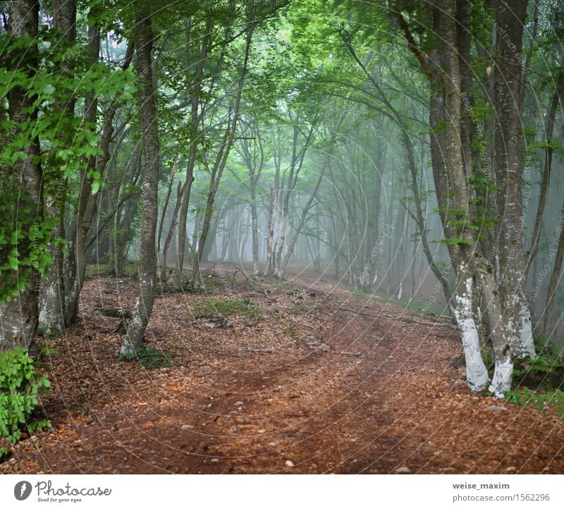 Green spring misty forest. May in Crimea Vacation & Travel Mountain Nature Landscape Plant Spring Fog Rain Tree Leaf Foliage plant Park Forest Hill Alps