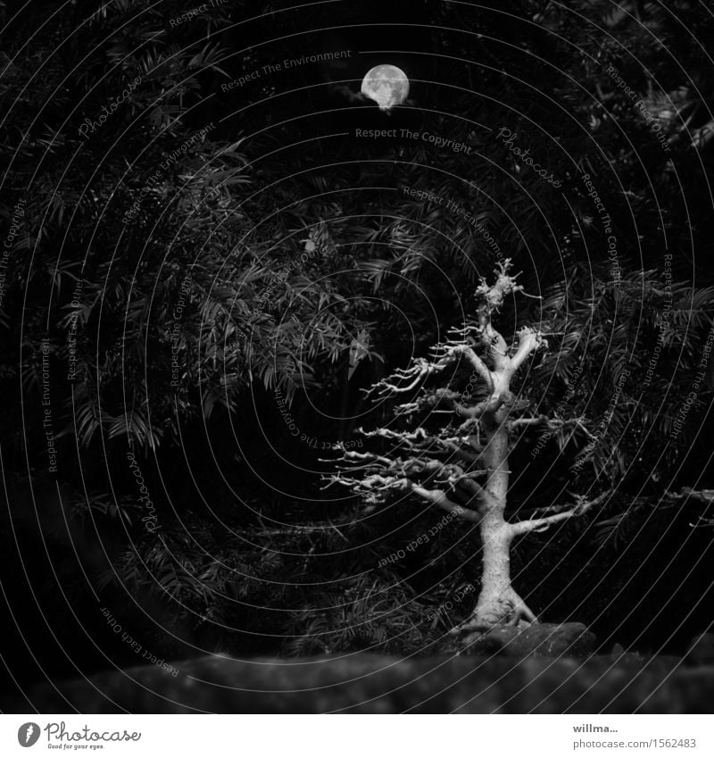 horrible cruel Moon Full  moon Tree Bushes coniferous wood Headstrong Bleak Bonsar Creepy Black Branch Black & white photo Exterior shot Deserted Evening Night