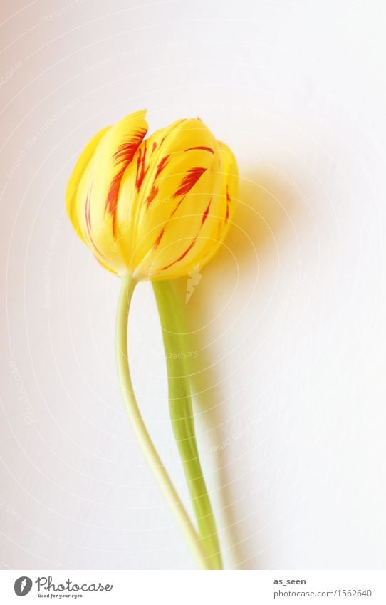Yellow Easter Tulip Elegant Exotic Wellness Life Harmonious Garden Decoration Feasts & Celebrations Mother's Day Spring Summer Flower Leaf Blossom Bouquet