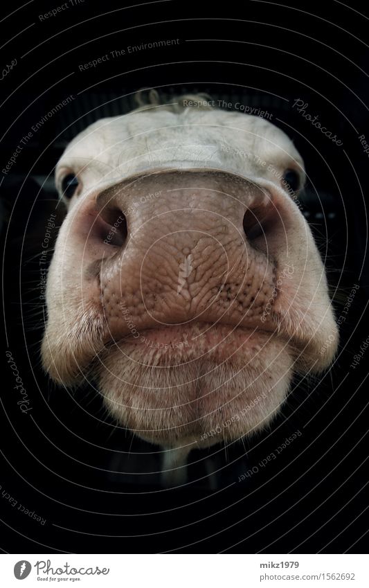 Portrait of a cow Dairy Products Exotic Healthy Farmer Agriculture Forestry Head Face Eyes Nose Mouth Zoo Nature Summer Deserted Animal Cow Pelt 1 Esthetic