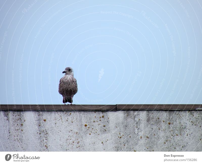 solitary Seagull Silvery gull Bird Blue Sky Ocean Coast Loneliness Grief Emotions Sadness