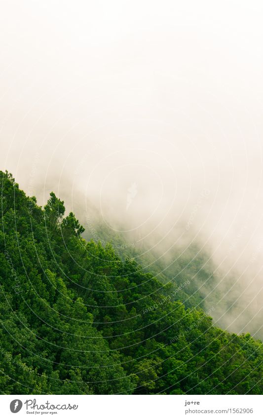 Anaga in the fog Nature Plant Clouds Fog Forest Mountain Anaga Mountains Tenerife Canaries Deserted Vacation & Travel Dream Hiking Gray Green Calm Colour photo