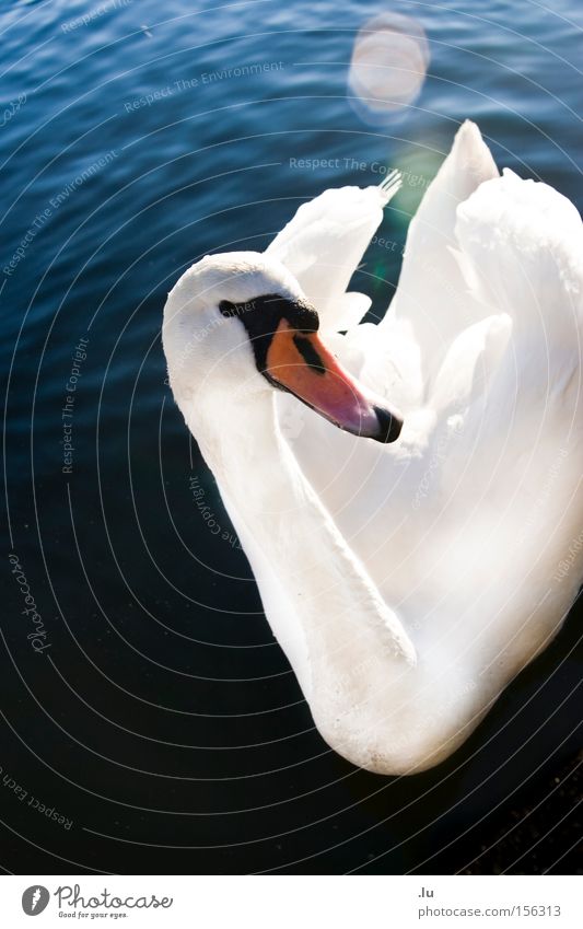 swan Elegant Lens flare Swan Float in the water Feather Calm Beak Animal Water White Bird Beautiful shiny Landwehr Canal Berlin Swimming & Bathing