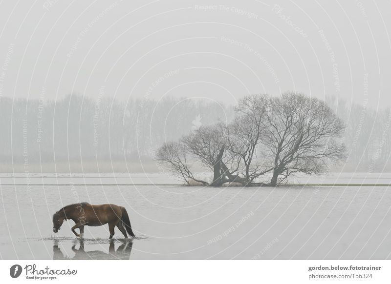 lonely horse Horse Water Loneliness Deluge Winter Flood Clump of trees Landscape Doomed River Brook Havellandschaft Hopelessness
