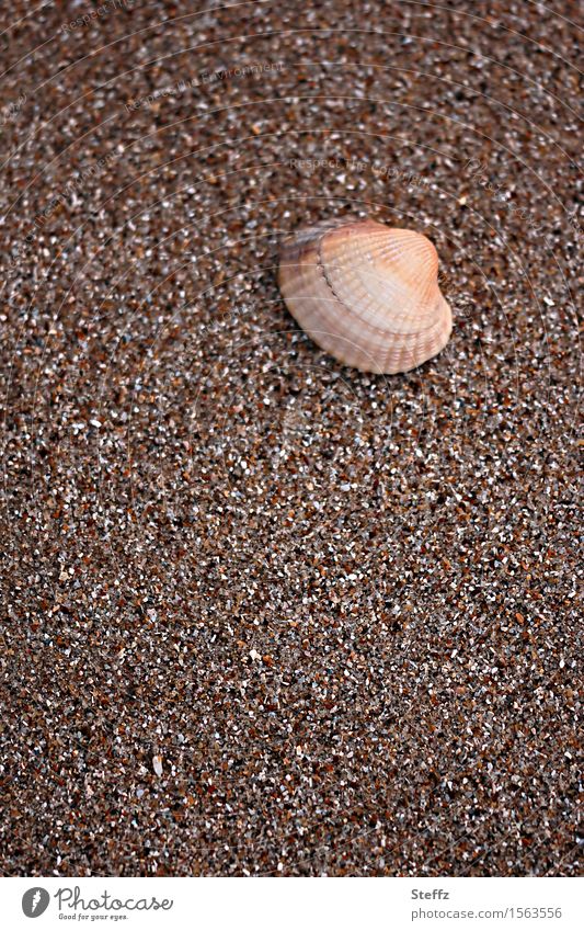 North Sea Mussel North Sea beach Nordic nature Beach texture Mussel shell Maritime Cockle Sea mussel Minimalistic Grains of sand Sandy beach October Brown tones