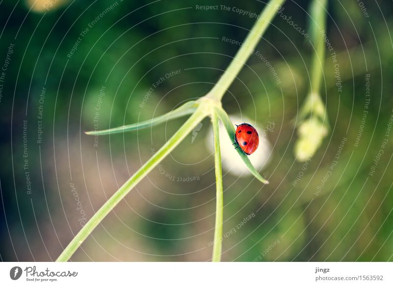 Red dot Nature Spring Summer Foliage plant Ladybird 1 Animal Movement Crawl Green White Spring fever Loneliness Discover Resolve Colour attract attention Blur