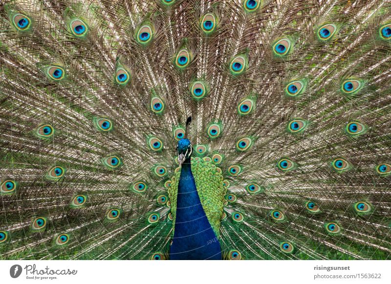peacock Zoo Animal Wild animal Esthetic Exceptional Threat Elegant Large Blue Brown Green Turquoise Moody Bravery Attentive Dangerous Aggression Colour