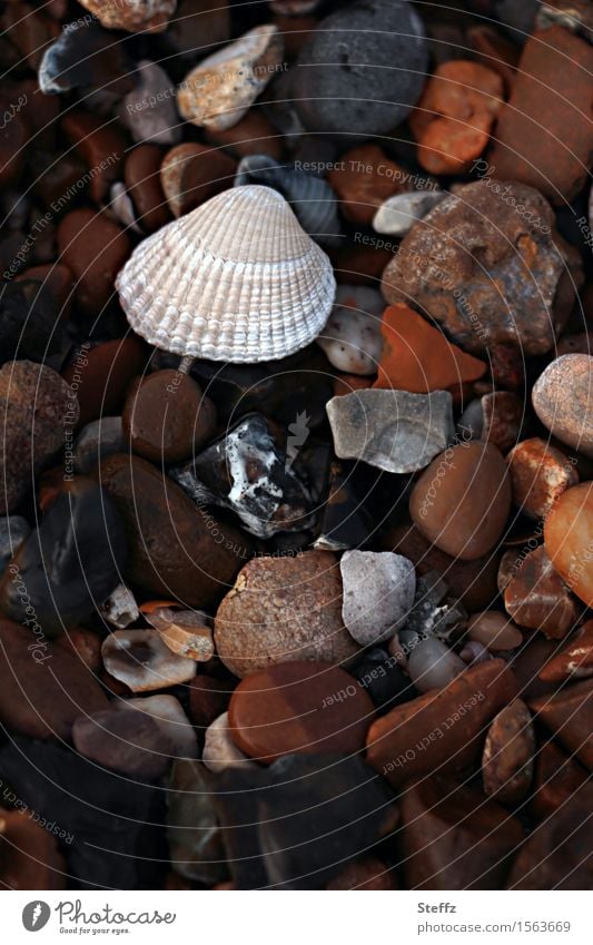 many stones and a shell on the beach North Sea beach Beach Pebble beach Mussel Nordic nature Sea mussel Mussel shell by the sea Stones on the beach