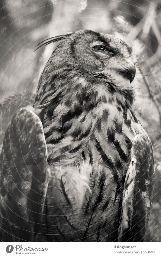 The owl Animal Air Wild animal Bird Animal face Wing Zoo 1 Observe Looking Sit Esthetic Creepy Black White Power Might Watchfulness Patient Calm Self Control
