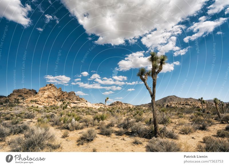 Joshua Tree Well-being Vacation & Travel Far-off places Freedom Summer Mountain Environment Nature Landscape Plant Elements Sand Sky Clouds Climate