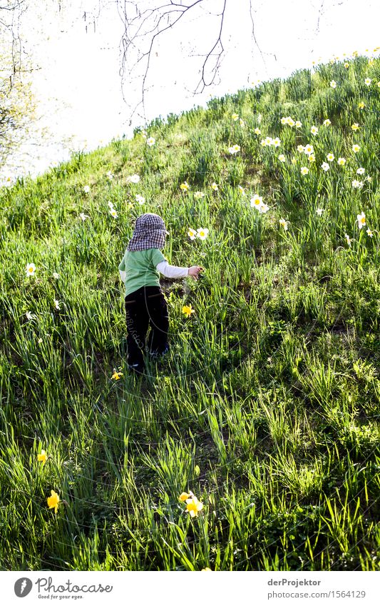 Picking flowers for dad II Children's game Vacation & Travel Tourism Trip Adventure Far-off places Freedom Mountain Hiking Environment Nature Landscape Plant