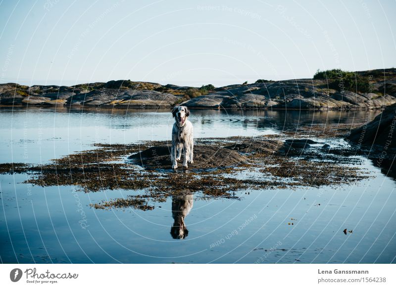 soul and soul of a dog Nature Landscape Water Cloudless sky Beautiful weather Coast Lakeside River bank Bay Island Lyngør Norway Animal Pet Dog 1 Breathe