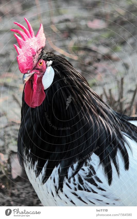 cock Pet Farm animal Animal face Zoo Rooster 1 Comb Observe Looking Esthetic Exceptional Elegant Glittering pretty Muscular Curiosity Brown Yellow Gray Red
