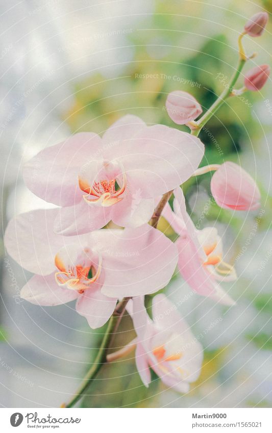 orchid Nature Animal Spring Plant Orchid Dream Exotic Natural Feminine Pink Peaceful Calm Colour photo Interior shot Close-up Copy Space top Day