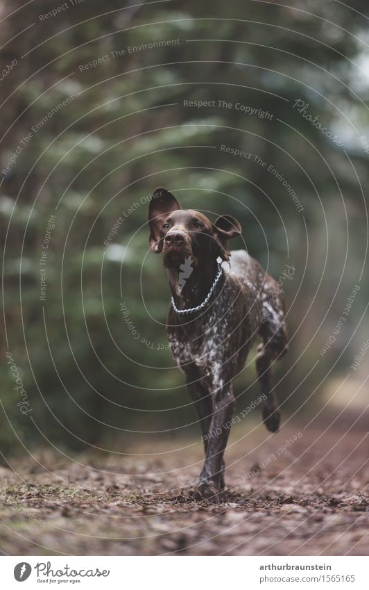 Hunting dog running in the forest Garden Environment Nature Landscape Spring Tree Bushes Leaf Forest Lanes & trails Accessory Necklace Animal Dog Hound
