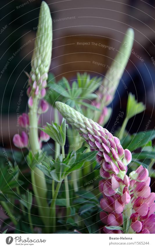 Flowers in bloom Style Plant Lupin Lupin blossom Blossoming Illuminate Fragrance Friendliness Pink Joy Spring fever Enthusiasm Gift Birthday gift