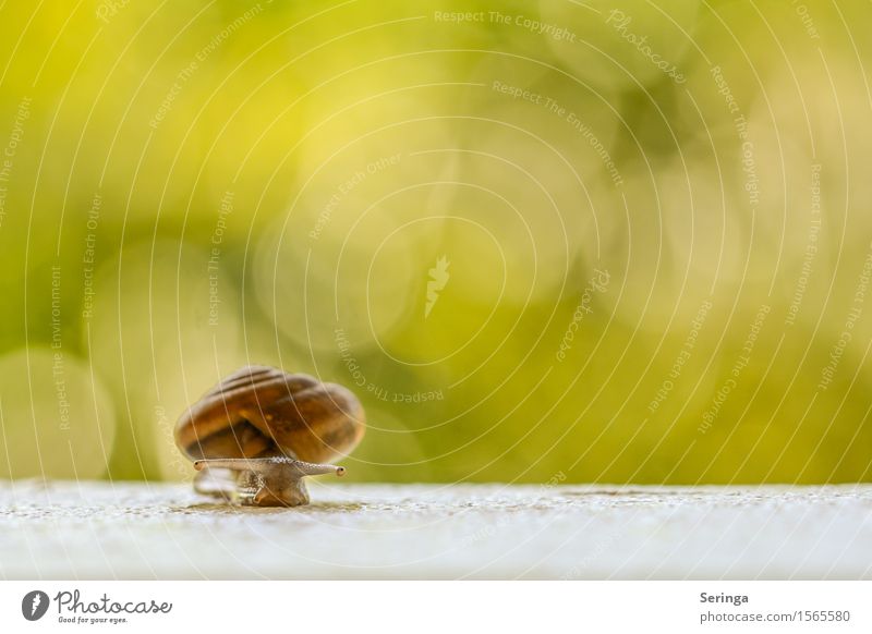 The way is the goal Nature Plant Animal Spring Garden Park Meadow Field Forest Snail 1 Crawler lane Slimy Gain favor Snail shell Colour photo Multicoloured