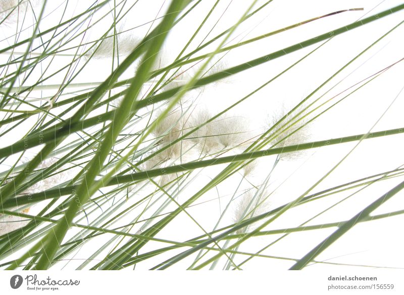 grass Grass Green Bright Light Spring Perspective White Background picture Abstract Macro (Extreme close-up) Close-up