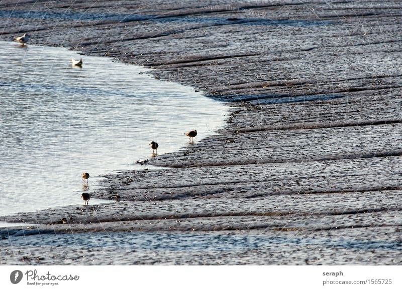 Mudflats North Sea Mud flats Low tide High tide Ocean Environmental protection Nature reserve Coast Bird Seagull Black-tailed Godwit calidrids Wader Landscape