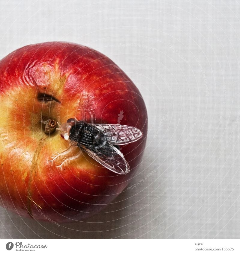 fruit fly Food Fruit Apple Nutrition Organic produce Vegetarian diet Diet Leisure and hobbies Table Fly Decoration Plastic Delicious Funny Sweet Red