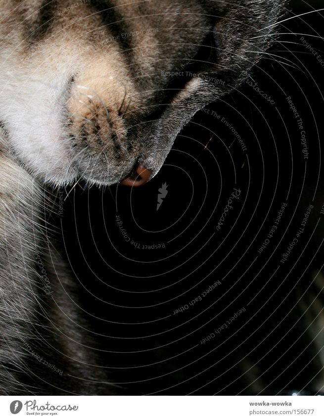 Thoughtful Cat Gray Red Mouth Animal alisa whiskers Eyes Nose