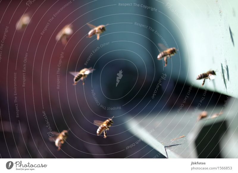 air show Environment Nature Air Beautiful weather Animal Pet Farm animal Bee Honey bee Group of animals Flock Running Flying To feed Feeding Beehive Honey-comb