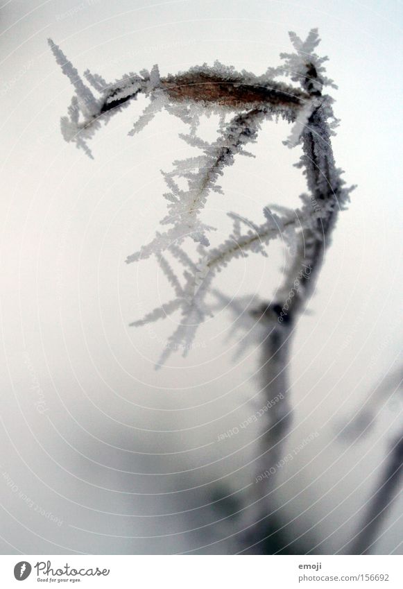 lightning bolt Cold Blue Frost Winter Branch Nature Macro (Extreme close-up) Plant Leaf Thorny White Ice Snow