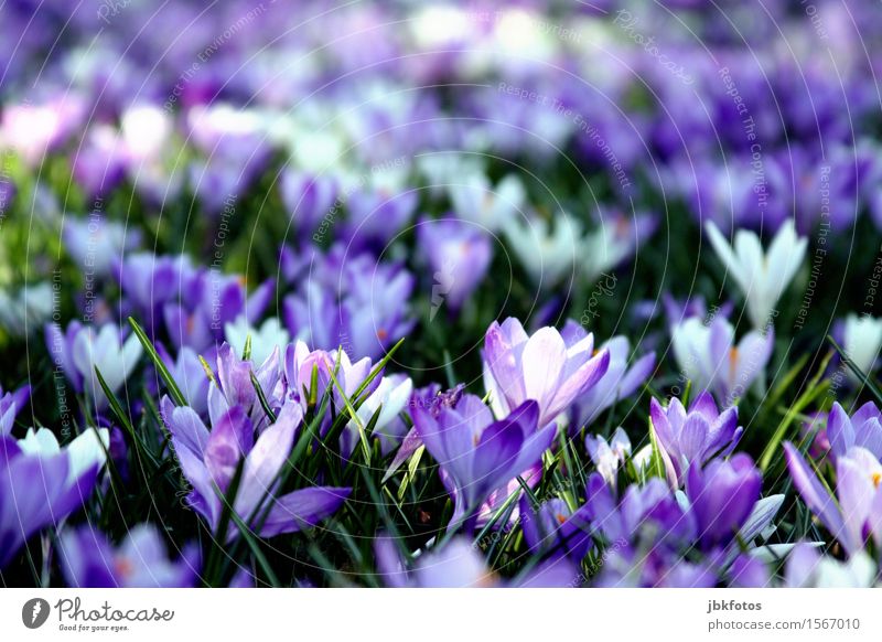 The heralds of spring Environment Nature Plant Spring Leaf Blossom Foliage plant Wild plant Crocus Garden Park Beautiful Kitsch Violet White Green Spring fever