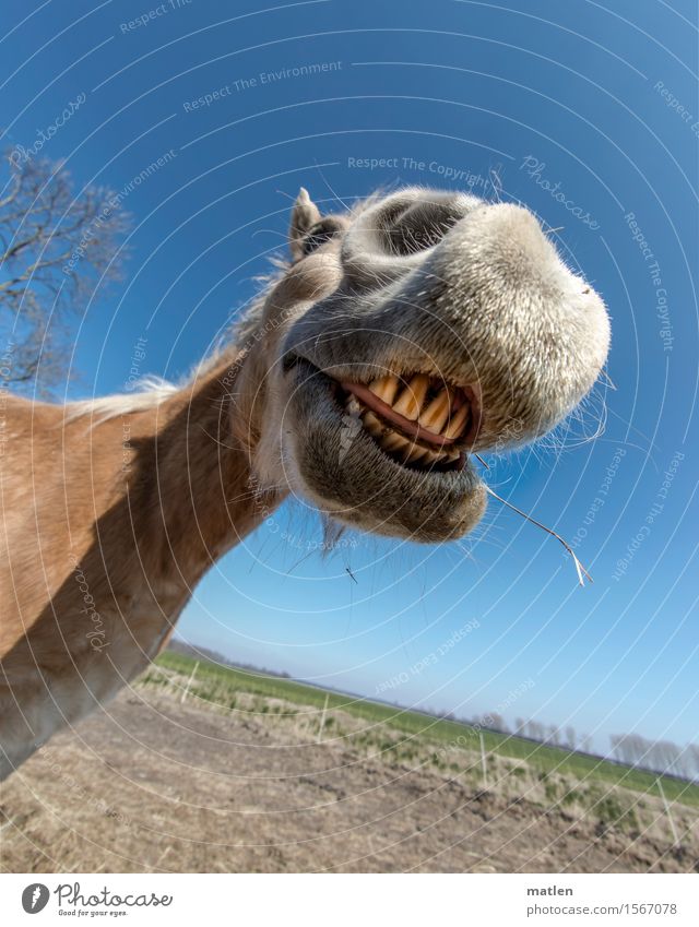 TI-EITSCH Landscape Sky Cloudless sky Horizon Spring Weather Beautiful weather Grass Meadow Field Deserted Animal Pet Horse Animal face Pelt 1 Laughter