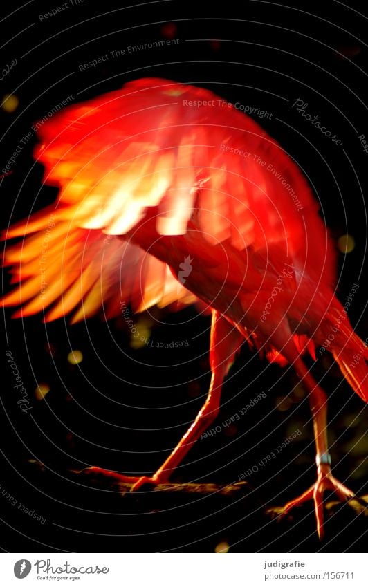 firebird Bird Red Fire Wing Feather Nature Excitement Magic Animal Light Colour fiery red