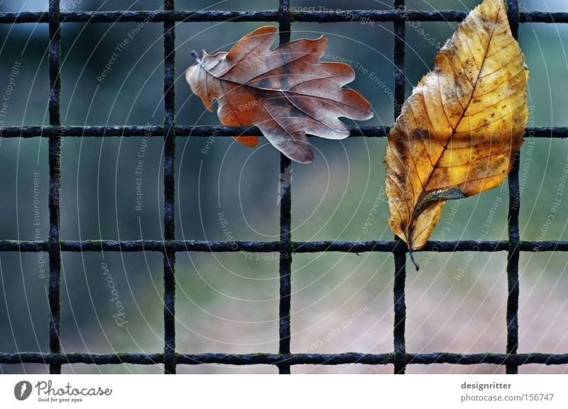 queue Autumn Leaf Fence Grating Captured Catch Get stuck Hang Closed Freedom Liberate Liberation entangled