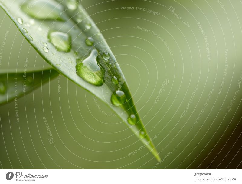 Green leaf with water droplets. Dzen background. Design Exotic Beautiful Life Harmonious Summer Garden Environment Nature Plant Rain Tree Grass Leaf Park Forest