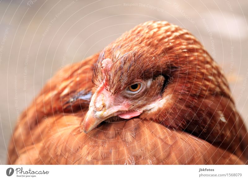 chicken-chill Animal Pet Farm animal Animal face Wing Barn fowl 1 Beautiful Uniqueness Brown Beak Feather Exterior shot Close-up Detail Deserted Copy Space top